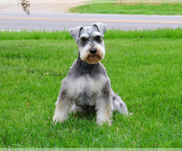 Medium Photo #4 Schnauzer (Miniature) Puppy For Sale in SYRACUSE, IN, USA