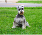 Small #3 Schnauzer (Miniature)