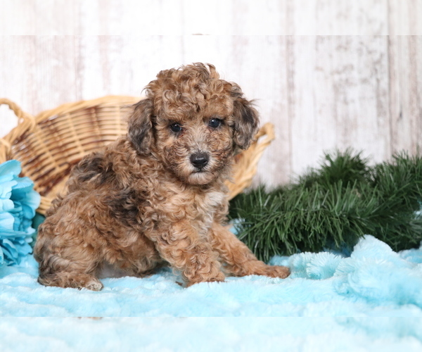 Full screen Photo #3 Poodle (Miniature) Puppy For Sale in SHILOH, OH, USA