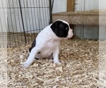 Small #2 American Bulldog