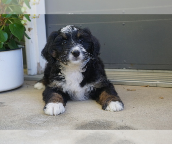 Medium Photo #6 Miniature Bernedoodle Puppy For Sale in DUNDEE, OH, USA