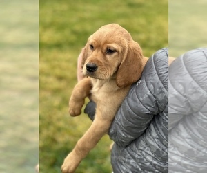 Labrador Retriever Puppy for sale in SHEDD, OR, USA
