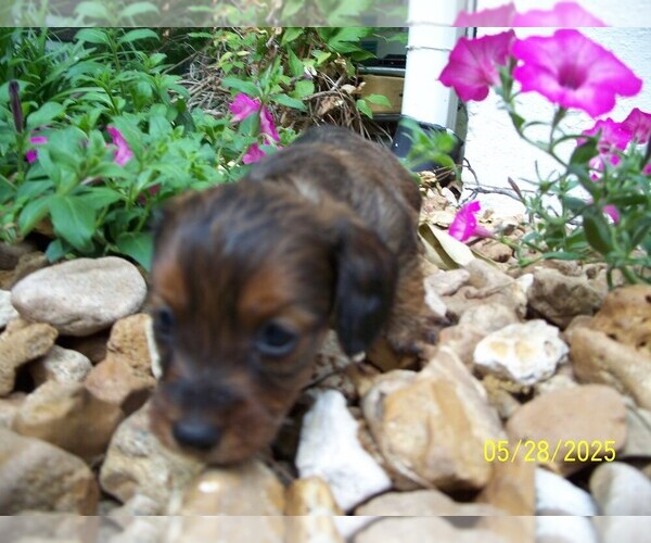 Medium Photo #6 Dachshund Puppy For Sale in MULBERRY GROVE, IL, USA