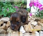 Small #5 Dachshund