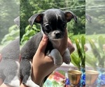 Puppy Sadie Chihuahua
