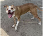 Small #1 American Pit Bull Terrier Mix