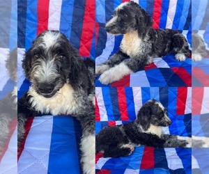 Aussiedoodle Puppy for sale in BROOKER, FL, USA