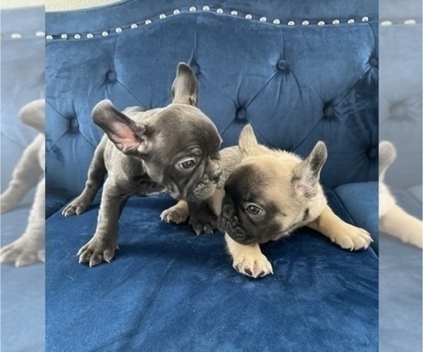 Medium Photo #11 French Bulldog Puppy For Sale in INDIANAPOLIS, IN, USA