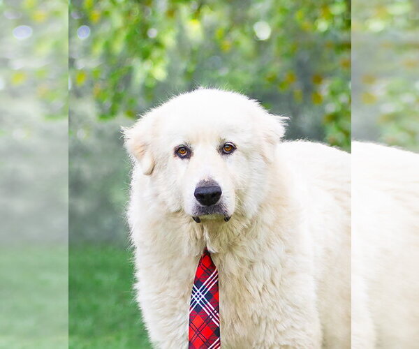 Medium Photo #5 Great Pyrenees Puppy For Sale in Unionville, PA, USA