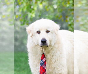 Magnus - Male Great Pyrenees Dog for Adoption - Photo #5