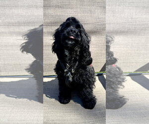 Cocker Spaniel Dogs for adoption in Livonia, MI, USA