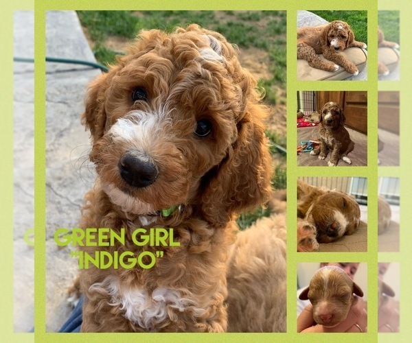 Medium Photo #1 Goldendoodle-Poodle (Standard) Mix Puppy For Sale in CALDWELL, ID, USA