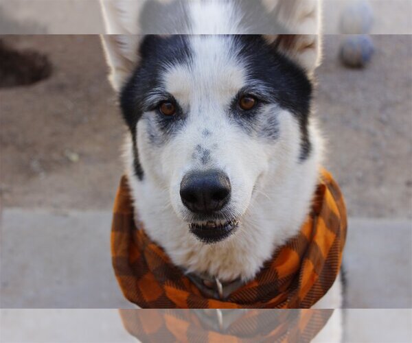 Medium Photo #3 Siberian Husky Puppy For Sale in Cedar Crest, NM, USA