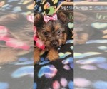 Small Photo #6 Yorkshire Terrier Puppy For Sale in AKRON, OH, USA