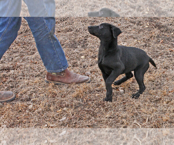 Medium Photo #5 Labrador Retriever Puppy For Sale in TEKAMAH, NE, USA