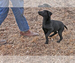 Small Photo #5 Labrador Retriever Puppy For Sale in TEKAMAH, NE, USA