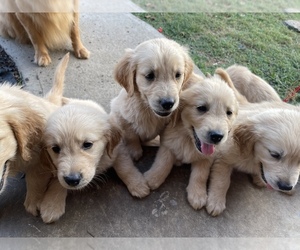Golden Retriever Puppy for sale in BARRIER, KY, USA