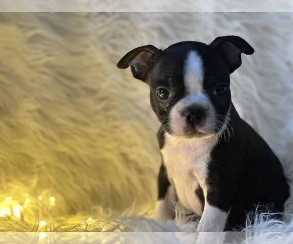 Medium Photo #1 Boston Terrier Puppy For Sale in ALMA, MI, USA