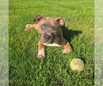 Small #2 American Pit Bull Terrier Mix