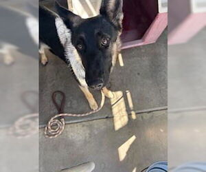German Shepherd Dog Dogs for adoption in Oakdale, CA, USA