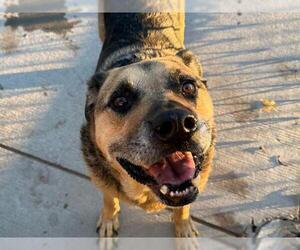 Shepradors Dogs for adoption in Tulsa, OK, USA