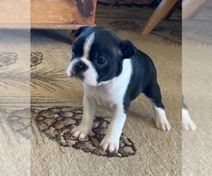 Boston Terrier Puppy for sale in MOSINEE, WI, USA