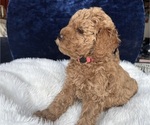 Small #6 Goldendoodle (Miniature)
