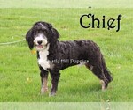 Small Photo #1 Miniature Bernedoodle Puppy For Sale in DENVER, PA, USA