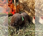 AKC Labs - Female Labrador Retriever Puppy for Sale - Photo #6