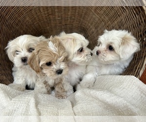 Maltese-Poodle (Toy) Mix Litter for sale in LITHIA, FL, USA
