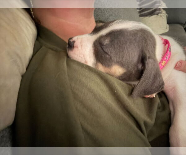 Medium Photo #8 American Staffordshire Terrier-Unknown Mix Puppy For Sale in Holly Springs, NC, USA