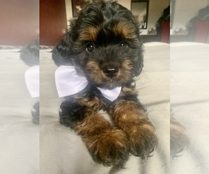 Cavapoo Puppy for sale in NEWTON, MA, USA