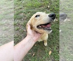 Small #9 Flat Coated Retriever-Golden Retriever Mix