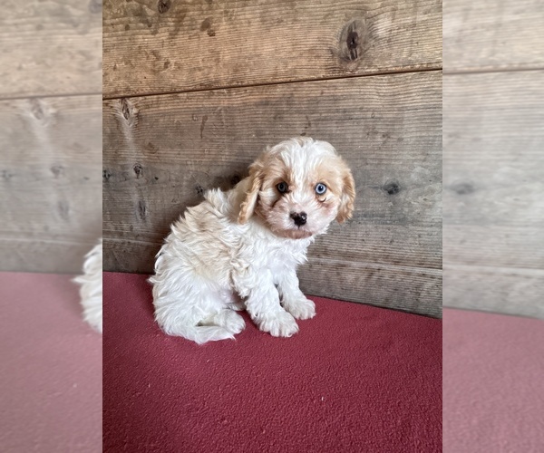 Medium Photo #5 Cavapoo (Miniature) Puppy For Sale in VERMONTVILLE, MI, USA