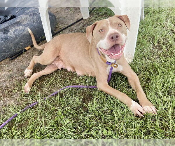 Medium Photo #2 American Pit Bull Terrier Puppy For Sale in Conroe, TX, USA