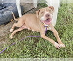 Small #1 American Pit Bull Terrier