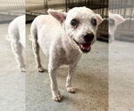 Small #2 Mutt