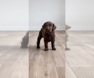 Labradoodle Puppy for sale in SAINT STEPHEN, SC, USA