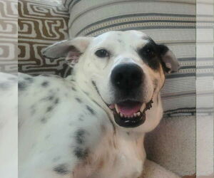 Nora - Female Mutt Dog for Adoption - Photo #8