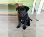 Small Photo #7 German Shepherd Dog Puppy For Sale in OLYMPIA, WA, USA