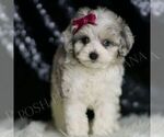 Small #2 Maltipoo