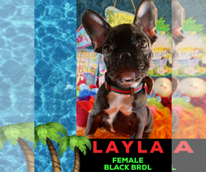 French Bulldog Puppy for sale in HEATHROW, FL, USA