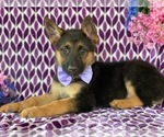 Small Photo #3 German Shepherd Dog Puppy For Sale in CHRISTIANA, PA, USA
