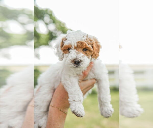 Medium Photo #9 Goldendoodle (Miniature) Puppy For Sale in FREDERICA, DE, USA
