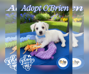 Mutt Dogs for adoption in Menifee, CA, USA