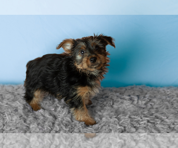 Medium Photo #1 Yorkshire Terrier Puppy For Sale in NAPPANEE, IN, USA