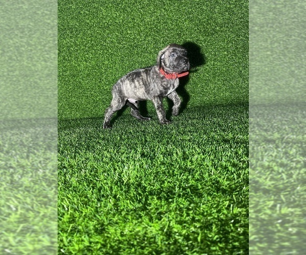 Medium Photo #1 Presa Canario Puppy For Sale in MOUNTAIN RANCH, CA, USA