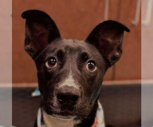 Mutt Dogs for adoption in Canton, CT, USA
