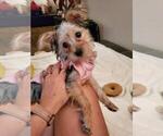 Small Photo #3 Yorkshire Terrier Puppy For Sale in PHOENIX, AZ, USA