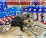 Small #4 Morkie